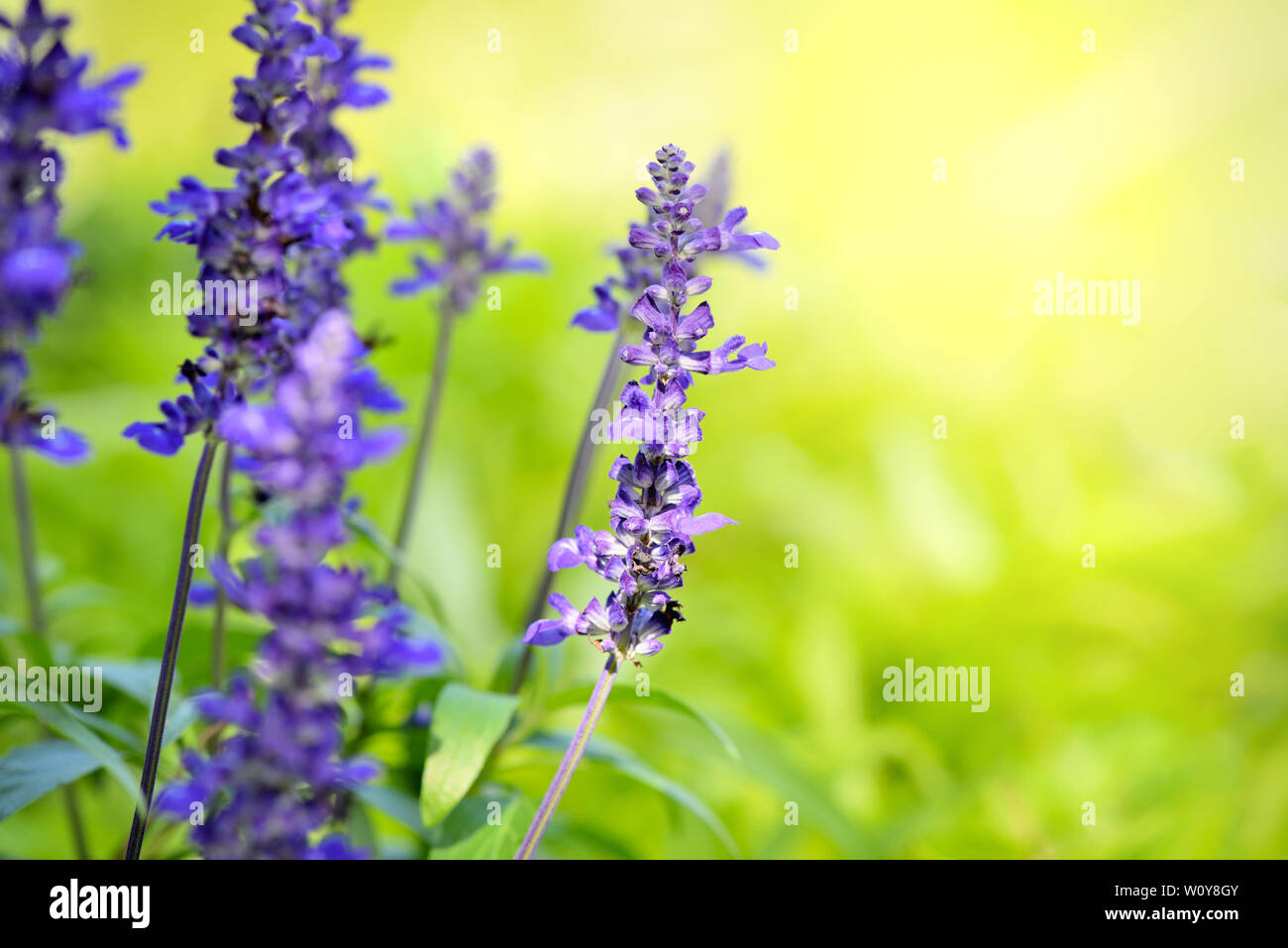 Blaue Salbei (Salvia farinacea) Blumen blühen im Garten. Blume Hintergrund Stockfoto