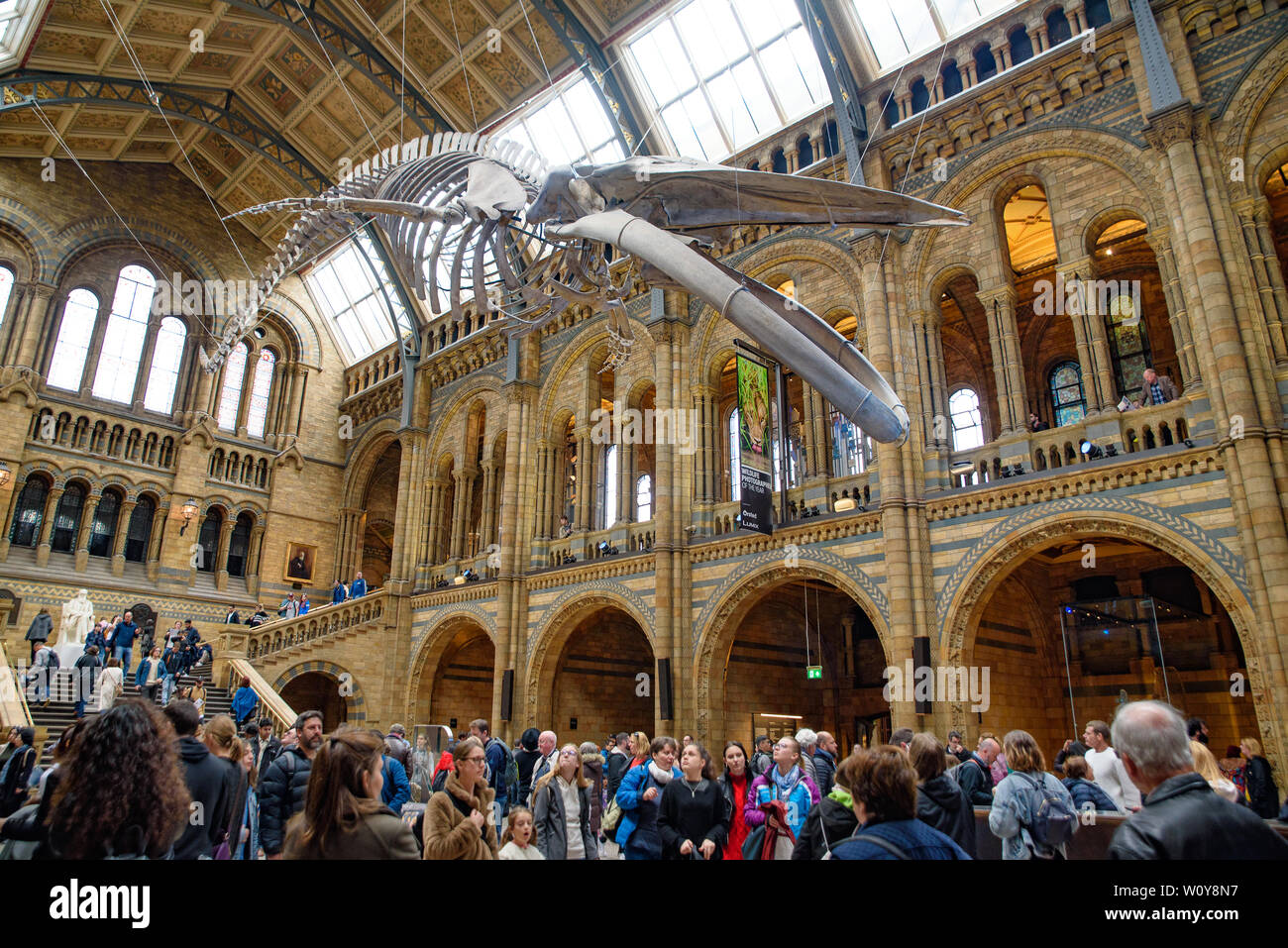 Das Innere des Natural History Museum und und Wal Skelett in London, Vereinigtes Königreich Stockfoto