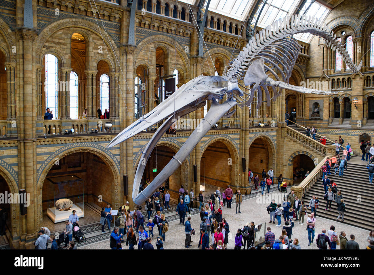 Das Innere des Natural History Museum und und Wal Skelett in London, Vereinigtes Königreich Stockfoto