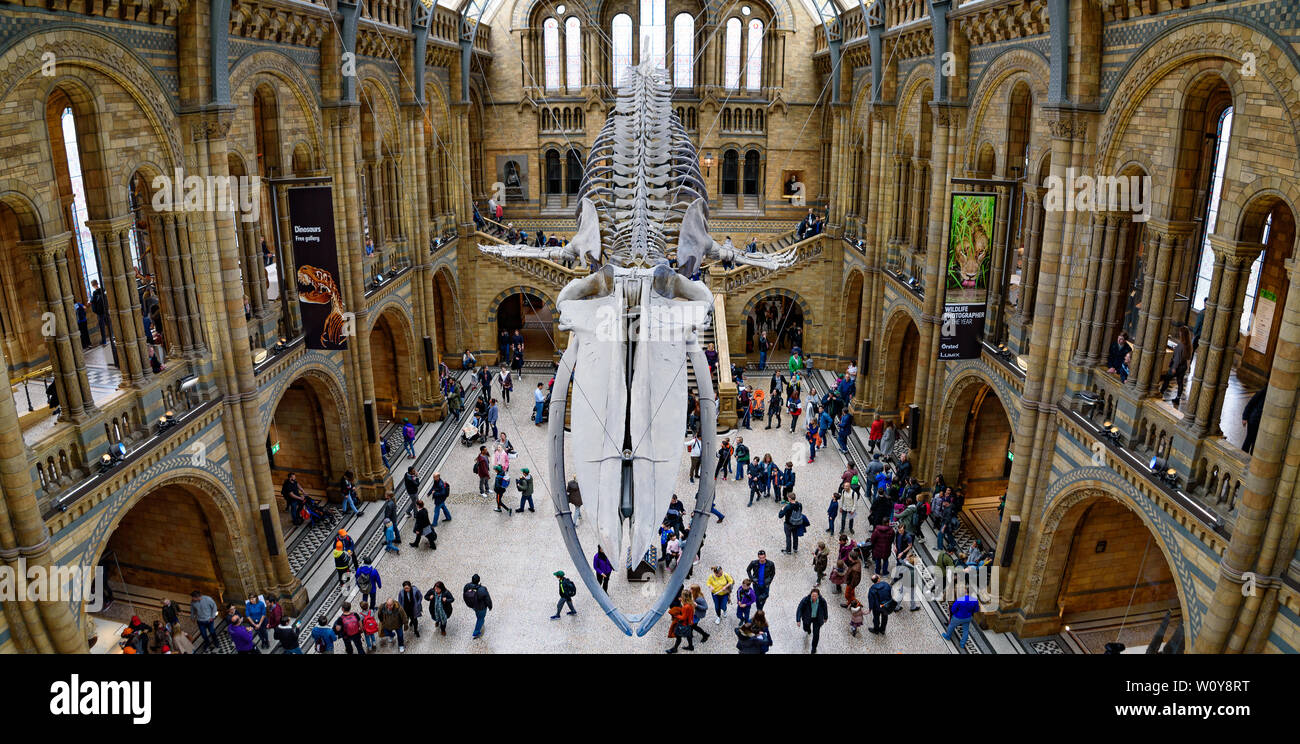 Das Innere des Natural History Museum und und Wal Skelett in London, Vereinigtes Königreich Stockfoto