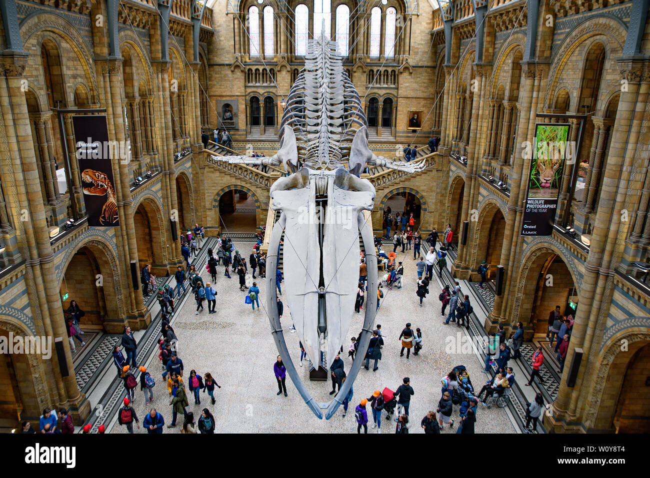 Das Innere des Natural History Museum und und Wal Skelett in London, Vereinigtes Königreich Stockfoto