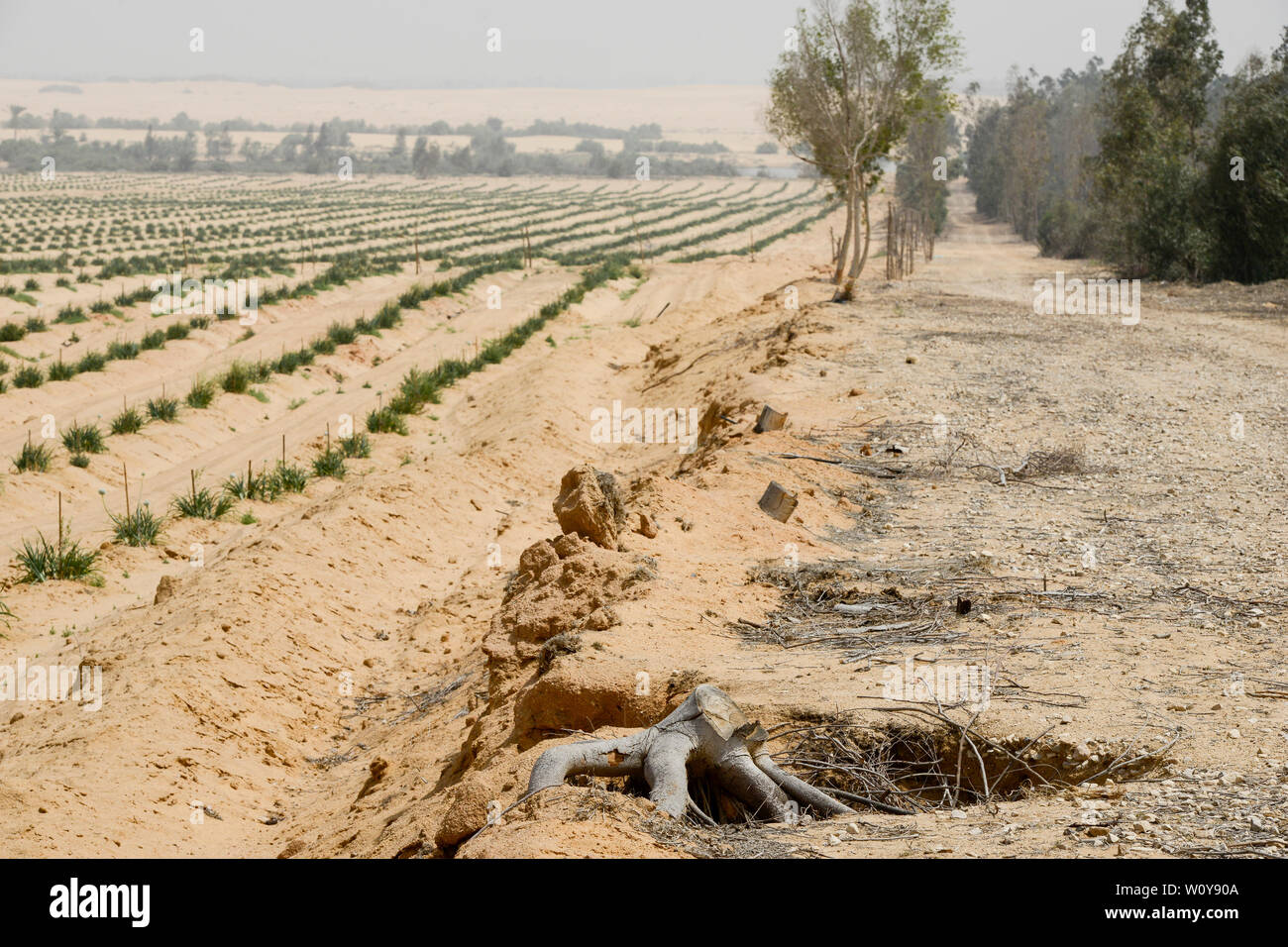Ägypten, Sarapium Ismallia, Wald, in der Wüste, die Bäume sind bewässert durch behandeltes Abwasser Wasser aus Ismalia, links Wüste Bauernhof mit Zwiebeln, Erosionsschutz Stockfoto