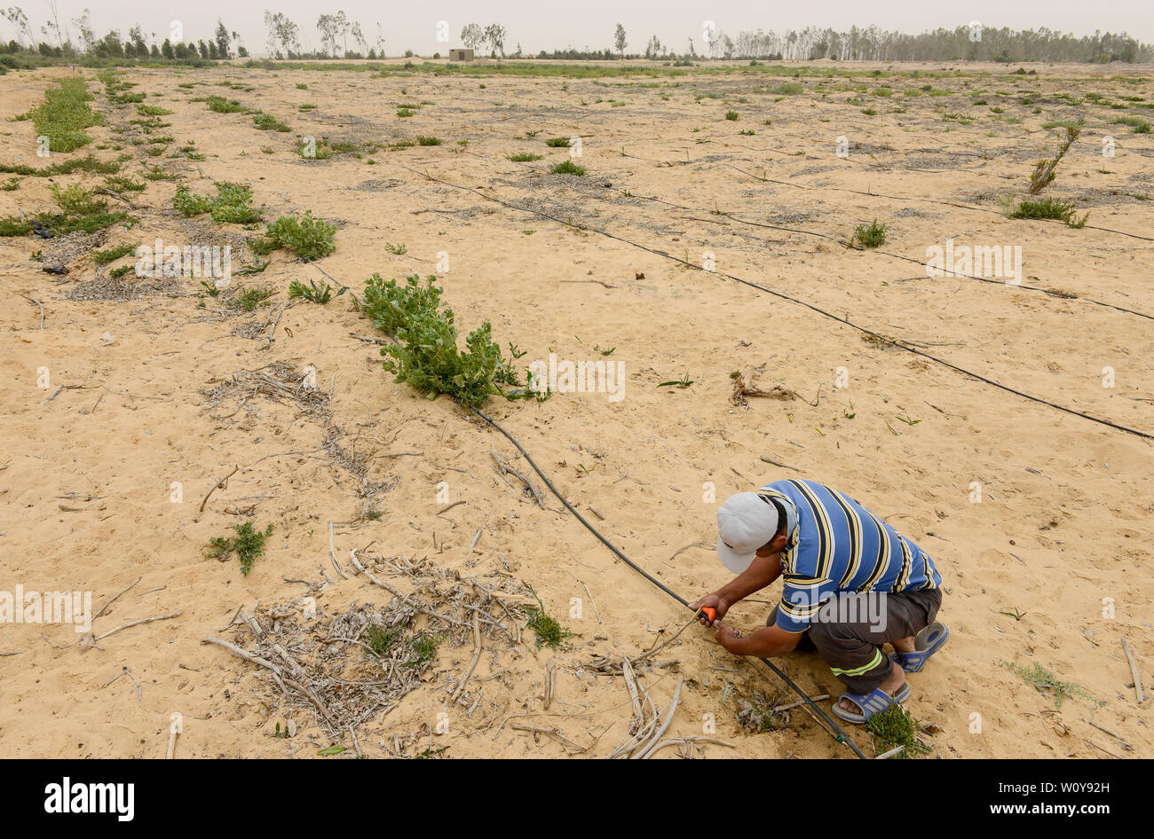 Ägypten, Sarapium Ismallia, Wald, in der Wüste, die Bäume sind bewässert durch behandeltes Abwasser Wasser aus Ismalia, neue Cypress Plantage mit Tropfbewässerung Stockfoto