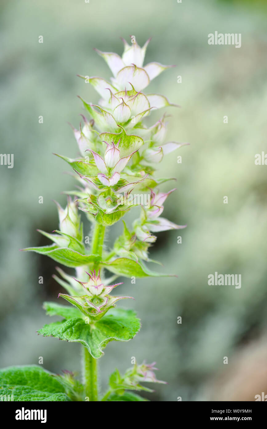 Clary Salbei (Salvia Sclarea) Heilpflanze Pflanze in der Kosmetik- und Pharmaindustrie verwendet. Stockfoto
