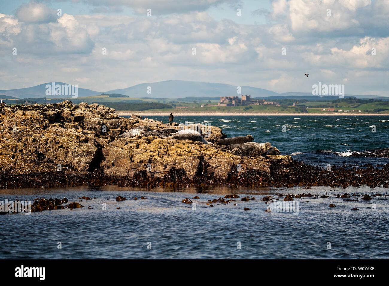 UK, Farne Islands, Juni 2019: Graue Dichtungen Sonnenbaden auf den Klippen am Farne, Bamburgh Castle in der Ferne Stockfoto