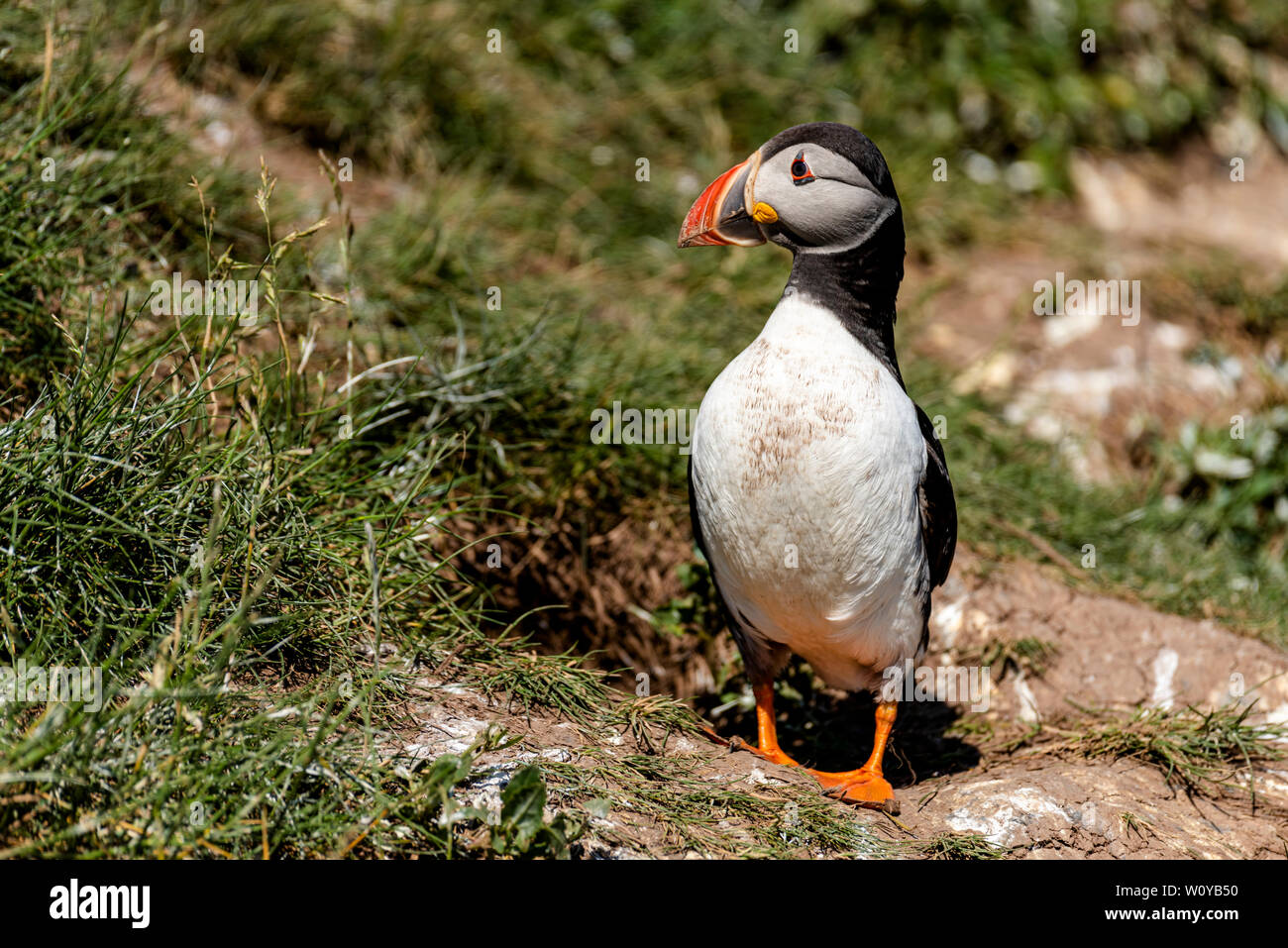 UK, Farne Islands, Juni 2019: Papageitaucher, außerhalb der Höhle Stockfoto