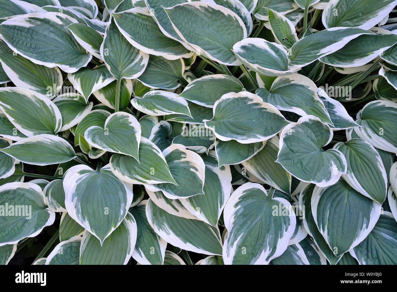 Dekorative pflanzen Hosta Patriot (Populärste) mit vielfältigen Grün mit weißen Blättern für die Landschaftsgestaltung Design im Park oder Garten. Stockfoto