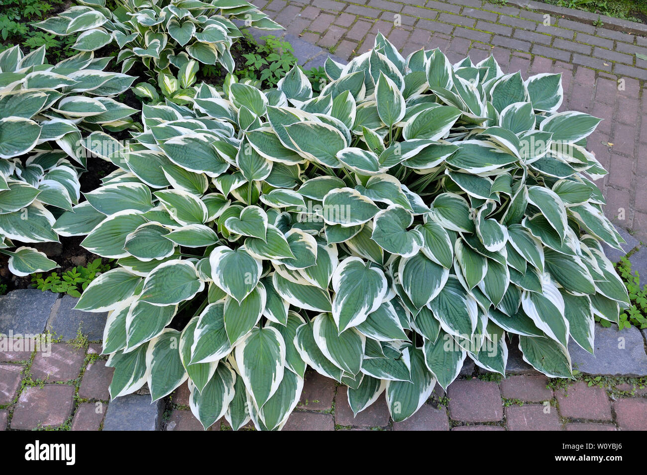 Dekorative pflanzen Hosta Patriot (Populärste) mit vielfältigen Grün mit weißen Blättern für die Landschaftsgestaltung Design im Park oder Garten. Stockfoto