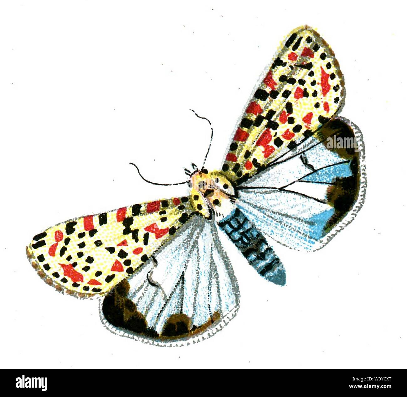 Deiopeia pulchella - Farbe Schmetterling Lithographie von 1895 Buch, "Europas Best-Known Schmetterlinge von F. Nemos Stockfoto