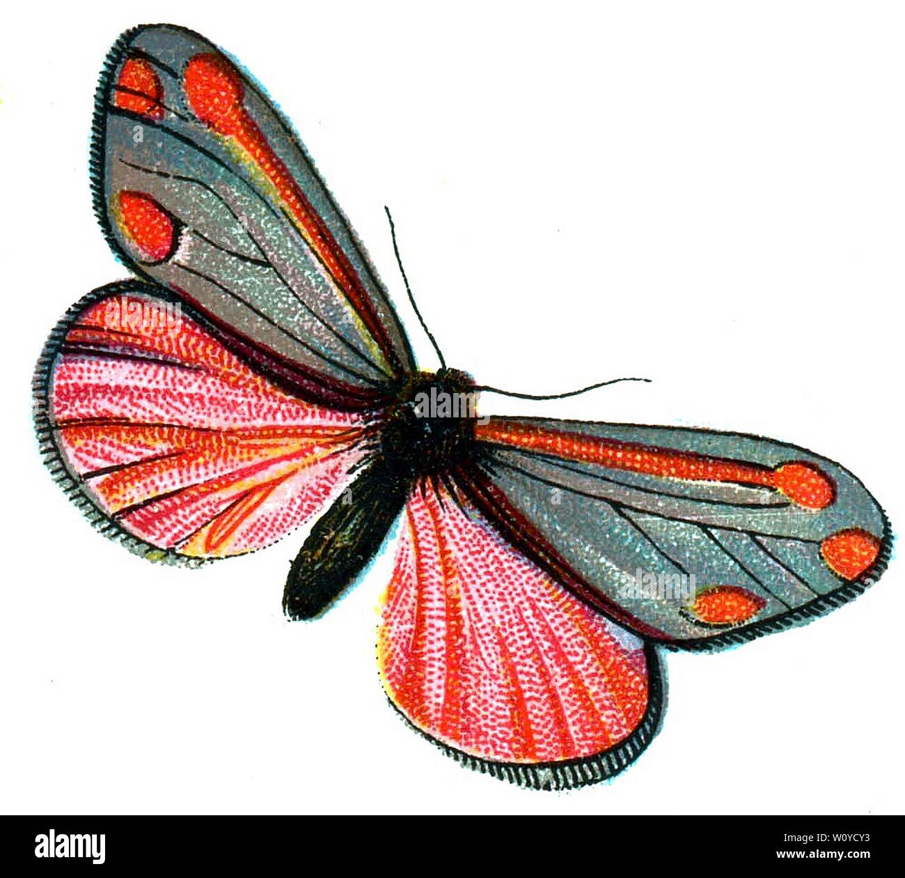 Euchelia jacobaeae, The Cinnabar Moth – Color Butterfly Lithograph aus dem Jahr 1895, „Europas bekannteste Schmetterlinge“ von F. Nemos Stockfoto