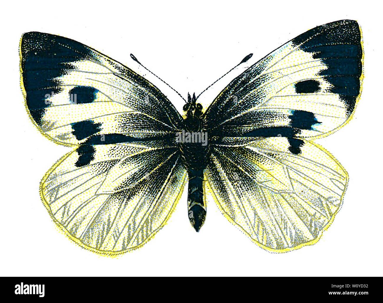 Pieris brassicae female, the Large White Moth – Color Butterfly Lithograph aus dem 1895 erschienenen Buch „Europe’s Best-known Butterflies“ von F. Nemos Stockfoto