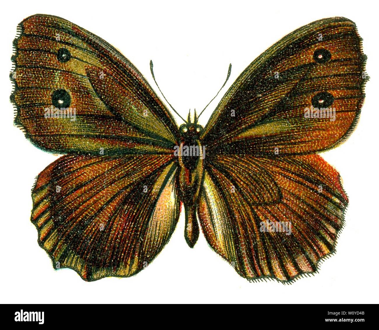 Satyrus dryas-Color Schmetterling Lithographie von 1895 Buch, "Europas Best-Known Schmetterlinge von F. Nemos Stockfoto