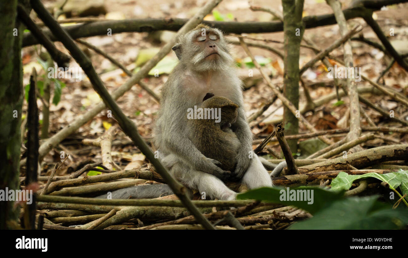 Monkey macaque im Regenwald. Affen in der natürlichen Umwelt. Bali, Indonesien. Long-tailed Makaken, Macaca fascicularis Stockfoto