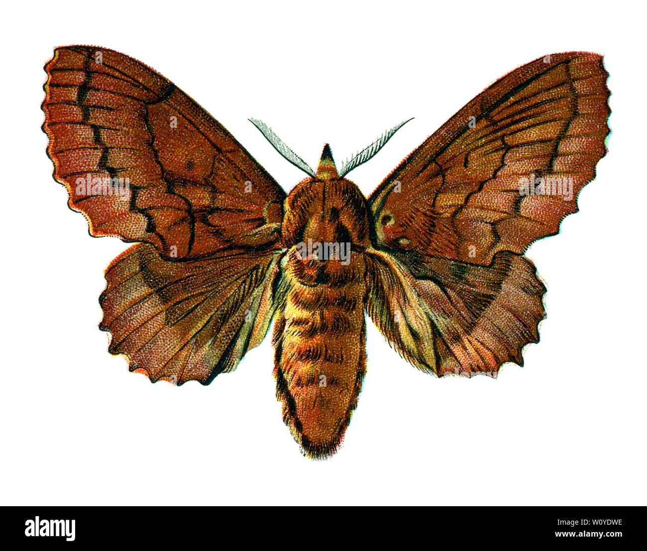 Lasiocampa quercifolia, The Lappet Moth – Color Butterfly Lithograph aus dem Jahr 1895, „Europas bekannteste Schmetterlinge“ von F. Nemos Stockfoto