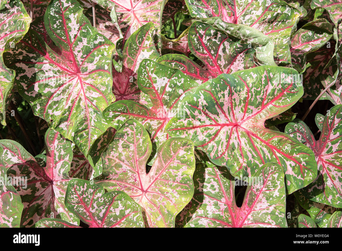 In der Nähe der tropischen Herz Jesu, Caladium, Pflanze, die in Darwin, Northern Territory, Australien Stockfoto