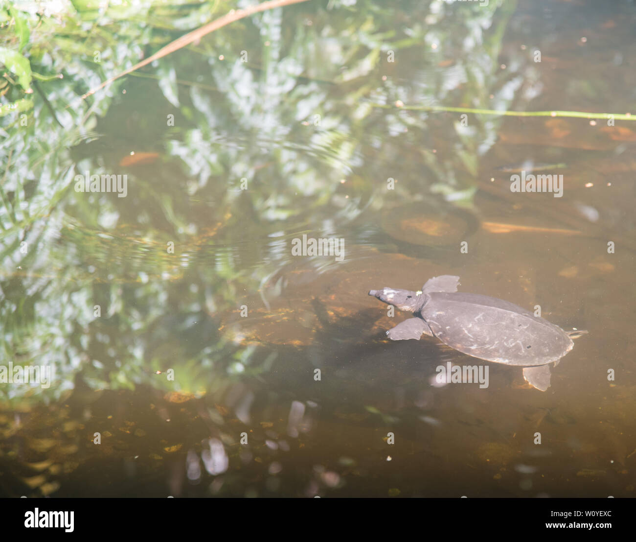 Hinterer flipper Fotos und Bildmaterial in hoher Auflösung Alamy