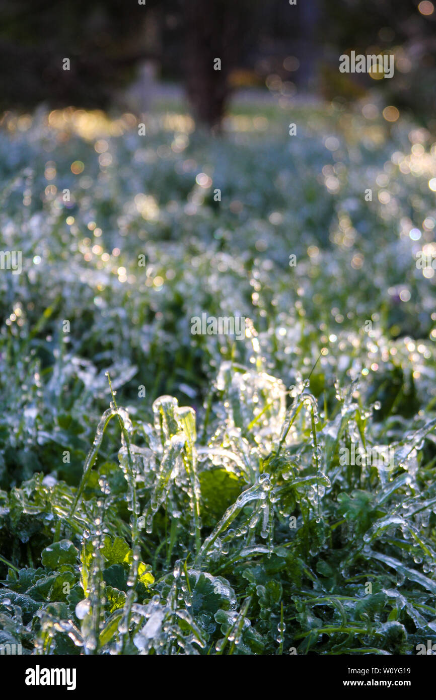 Newton, KS. 11 April, 2013 Eine ungewöhnliche Ice Storm hits Kansas im Frühling, die neue Anlage das Leben mit einem Blatt des Eises. Stockfoto