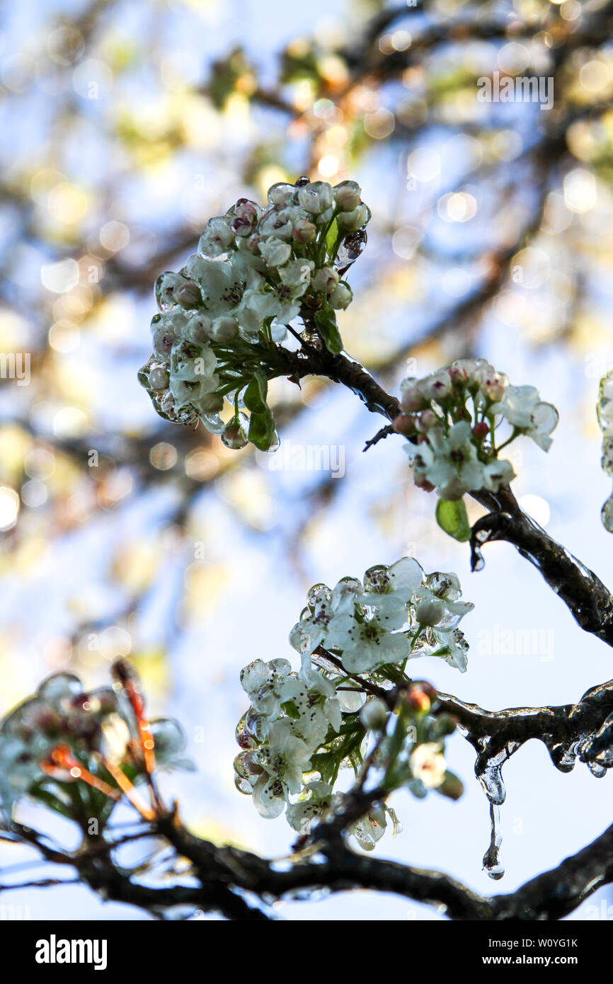 Newton, KS. 11 April, 2013 Eine ungewöhnliche Ice Storm hits Kansas im Frühling, die neue Anlage das Leben mit einem Blatt des Eises. Stockfoto