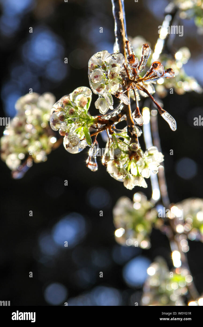 Newton, KS. 11 April, 2013 Eine ungewöhnliche Ice Storm hits Kansas im Frühling, die neue Anlage das Leben mit einem Blatt des Eises. Stockfoto