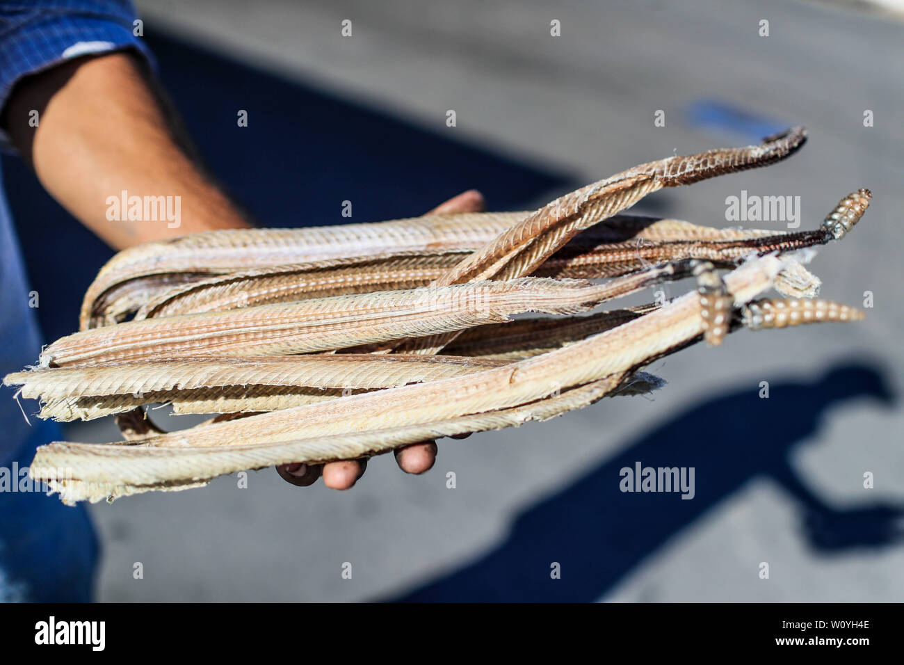 Ein Mann zeigt mehrere Felle, Häute, Skelette und Körper der Klapperschlange, die er verkauft in Caborca, Pitiquito und Puerto Peñaco werden sie benutzt, Ratte zu machen Stockfoto