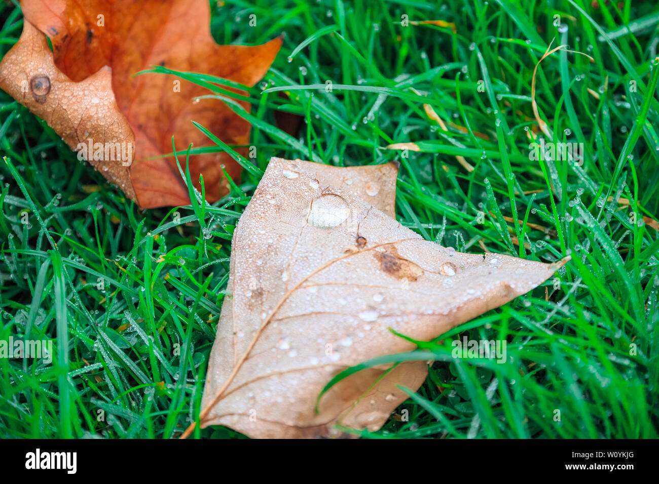 Nahaufnahme der Gefallenen hinterlassen Nass mit Tau auf grünem Gras für Konzept verwenden Stockfoto