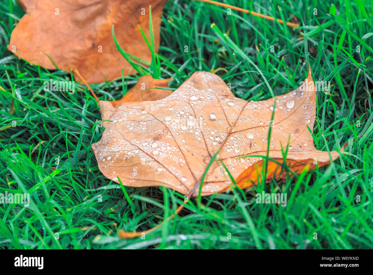 Nahaufnahme der Gefallenen hinterlassen Nass mit Tau auf grünem Gras für Konzept verwenden Stockfoto