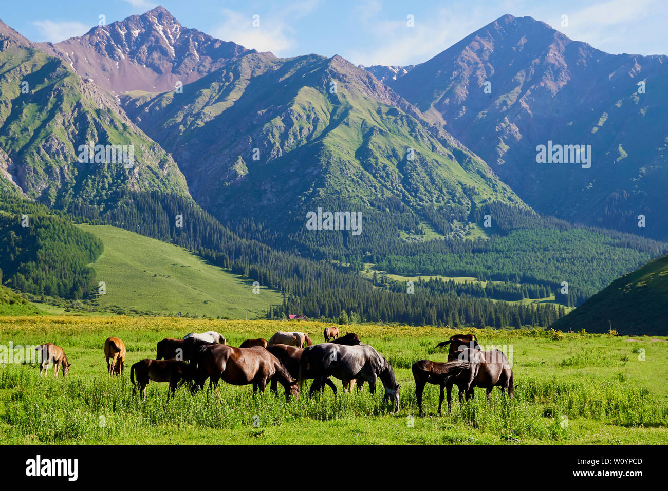 Ein bunter Blick auf eine Herde von Pferden friedlich grasen. Leuchtende Landschaft. Absolut perfekte Bild. Sonnige Wiese, Pferde von der Abendsonne. Stockfoto