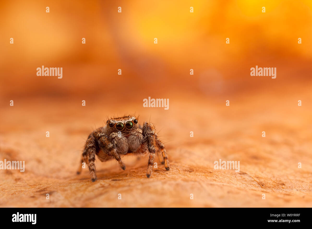 Jumping Spider auf der Orange und glänzende Blätter Stockfoto