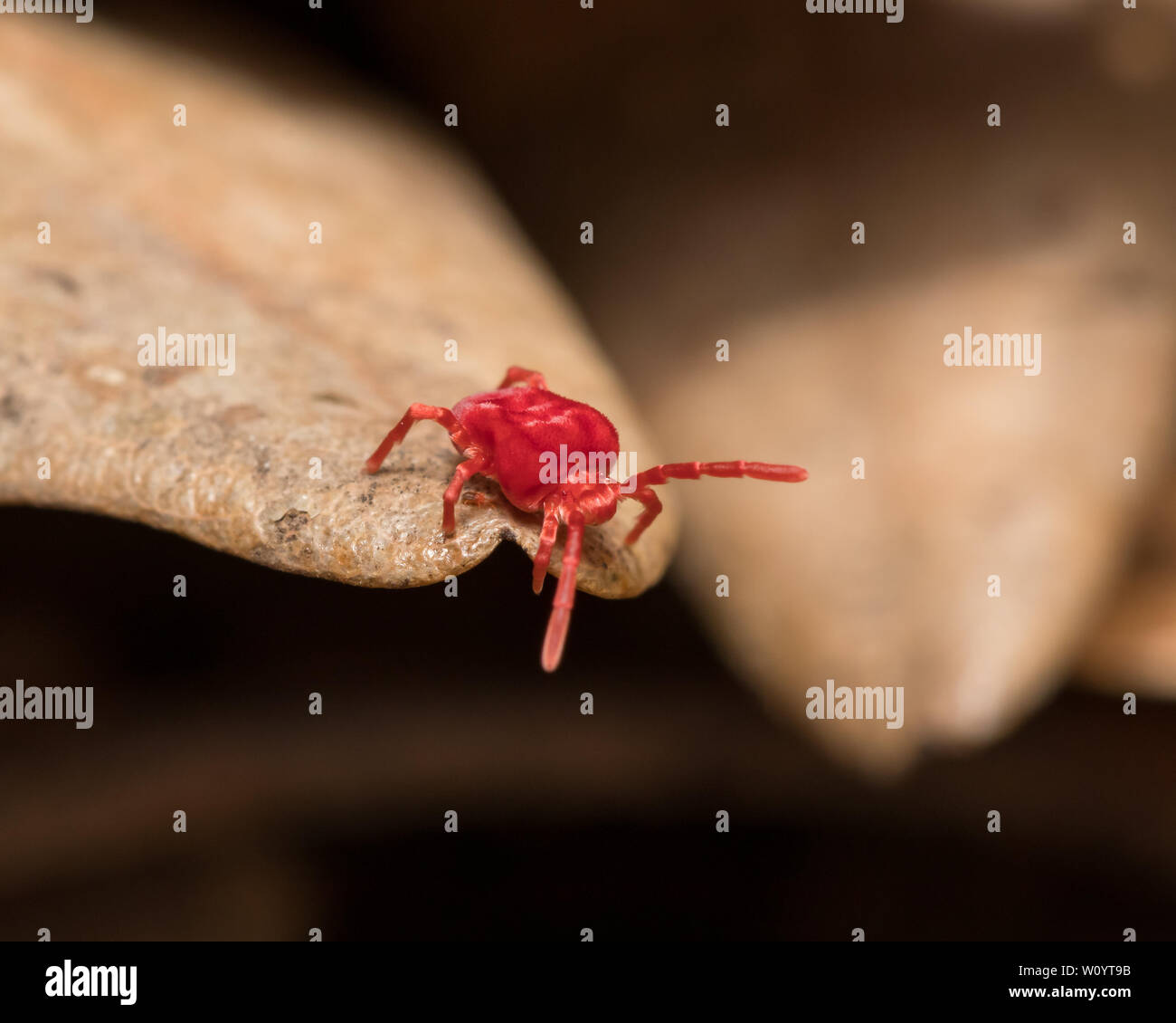 Rotklee Velvet Mite sitzen auf einem Blatt Stockfoto