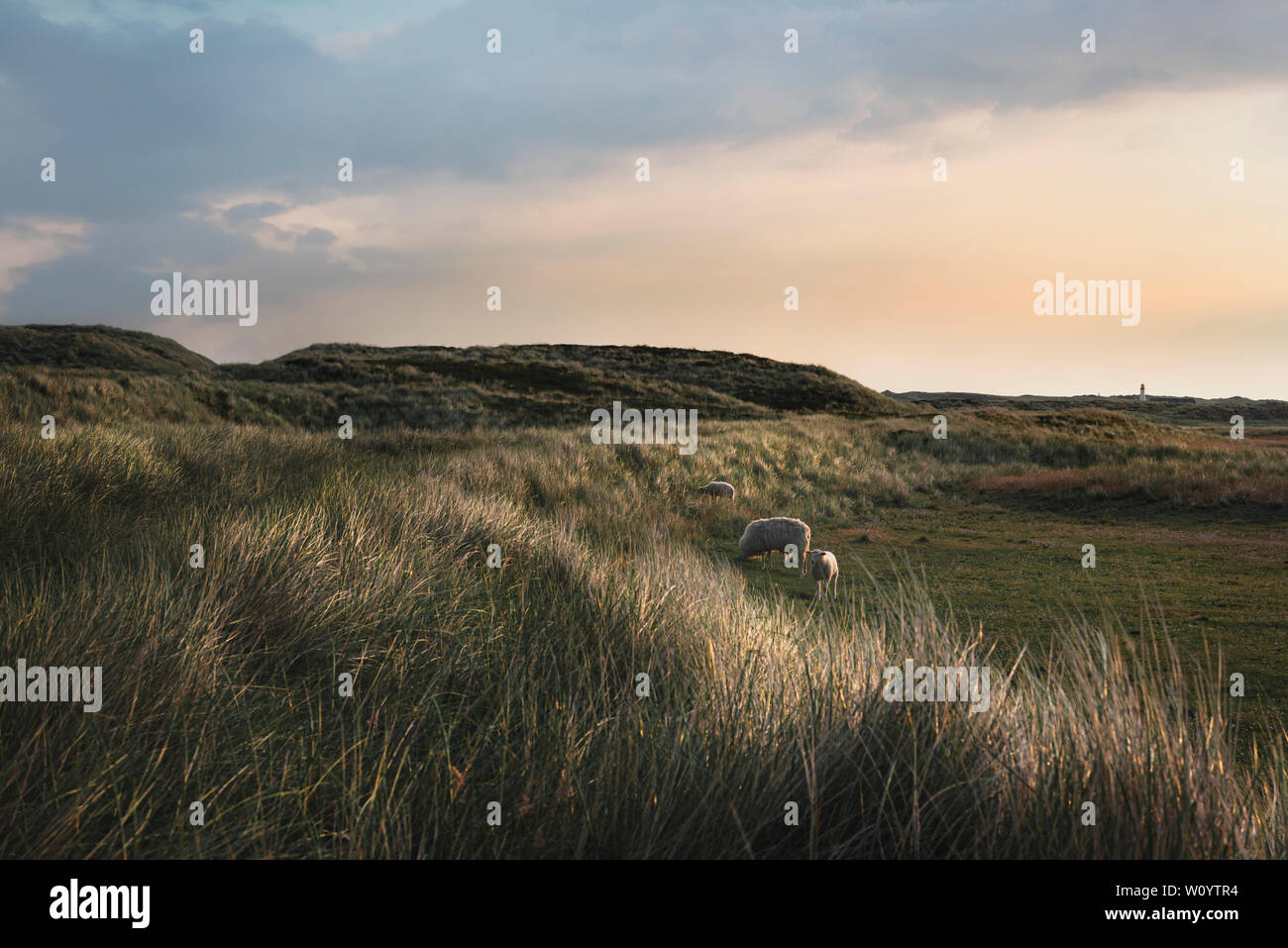 Die idyllische Landschaft mit Schafen und zwei Lämmer weiden auf den Dünen mit Gras und Moos von der Insel Sylt, Deutschland, im Morgenlicht. Stockfoto