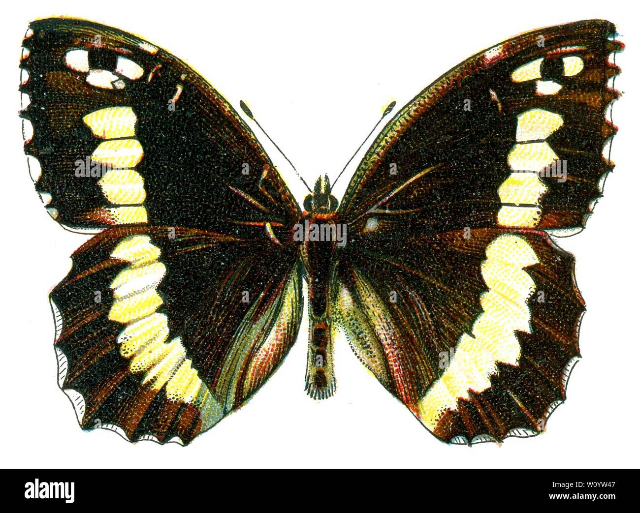 Satyrus circe - Color Butterfly / Moth Lithograph aus dem 1895 erschienenen Buch „Europe’s Best-known Butterflies“ von F. Nemos Stockfoto