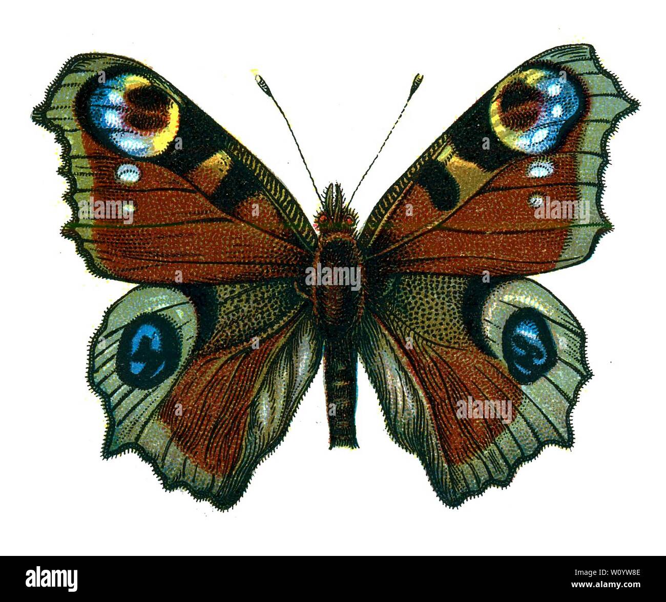 Inachis io, the European Peacock Butterfly - Color Butterfly / Moth Lithograph aus dem 1895 erschienenen Buch „Europe’s Best-known Butterflies“ von F. Nemos Stockfoto