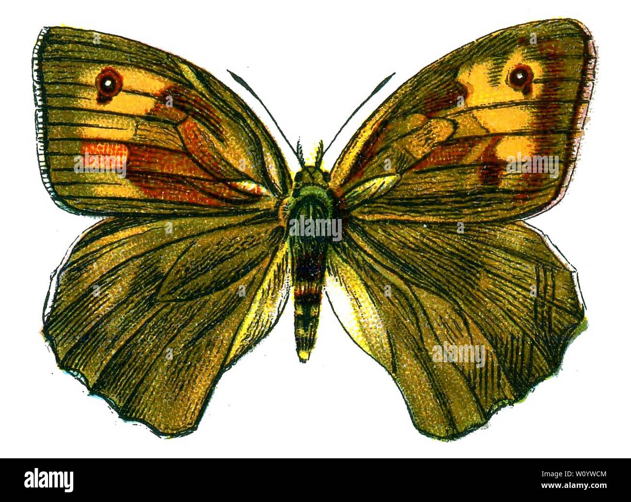 Maniola jurtina female, The Meadow Brown Butterfly - Color Butterfly / Moth Lithograph aus dem 1895 erschienenen Buch „Europe’s Best-known Butterflies“ von F. Nemos Stockfoto