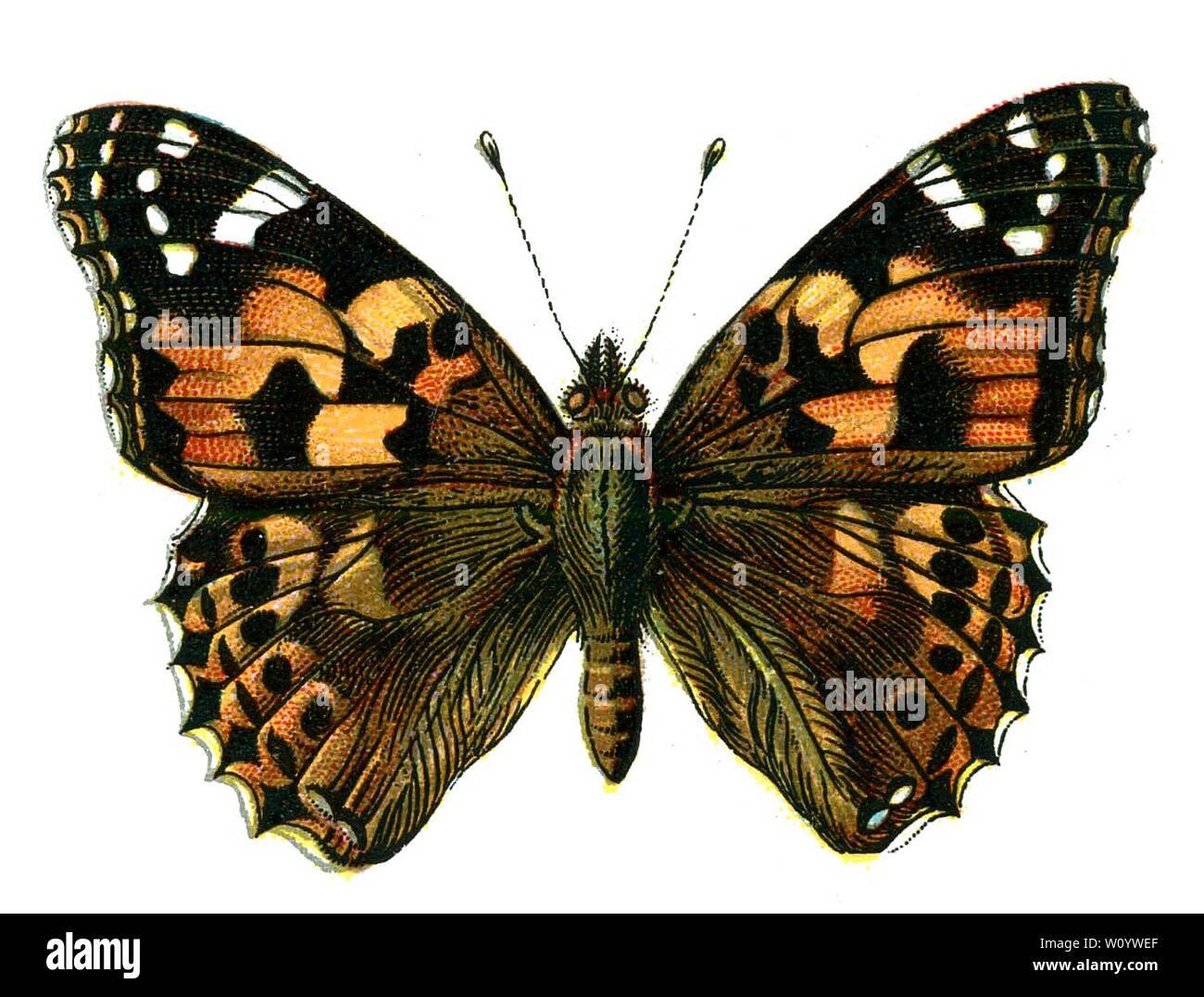 Vanessa cardui, The Painted Lady (Cosmopolitan) Butterfly, Farblithographie aus dem 1895 erschienenen Buch „Europas bekannteste Schmetterlinge“ von F. Nemos Stockfoto