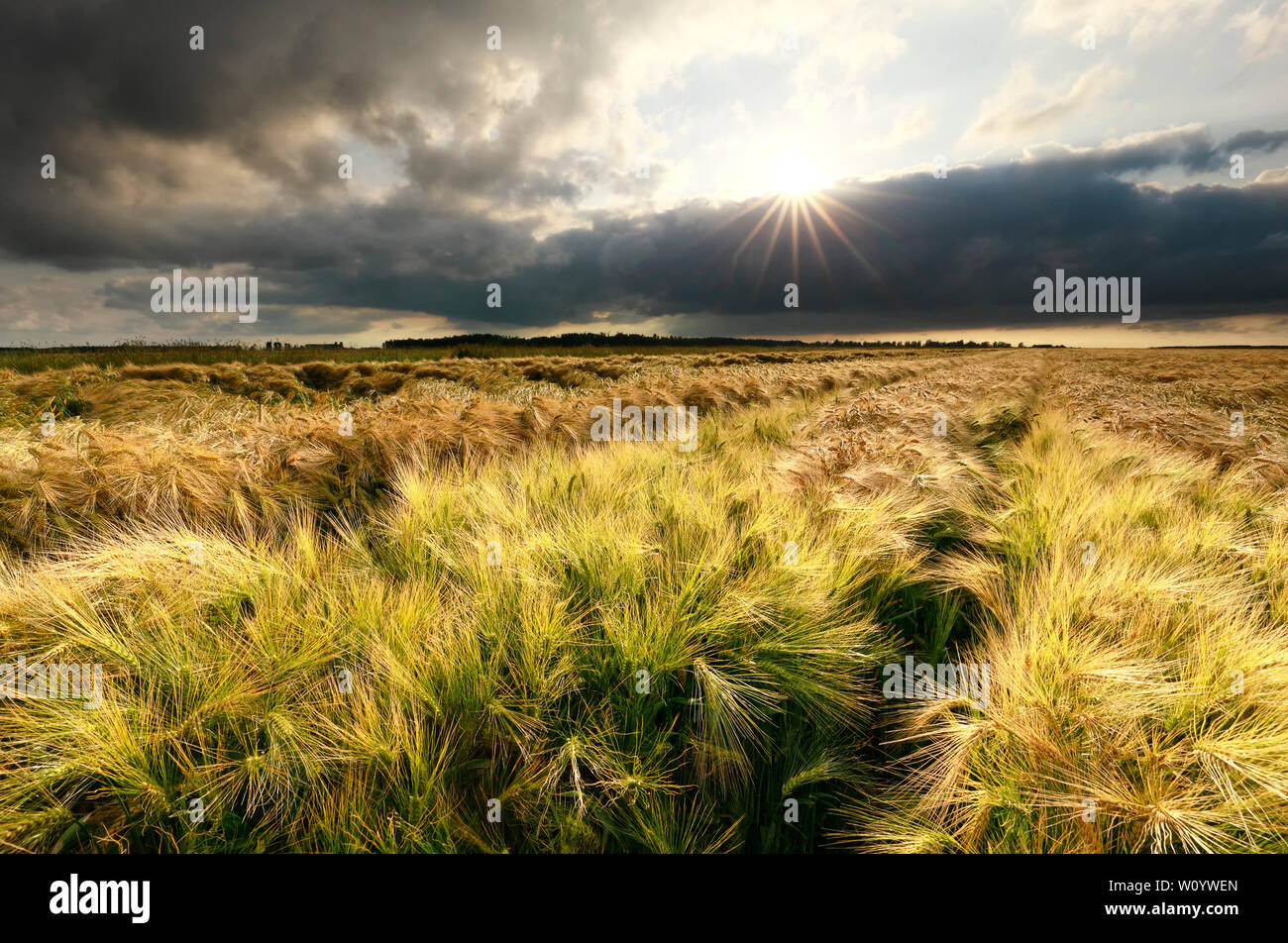 Die Sonne über Weizenfeld im Sommer, Niederlande Stockfoto