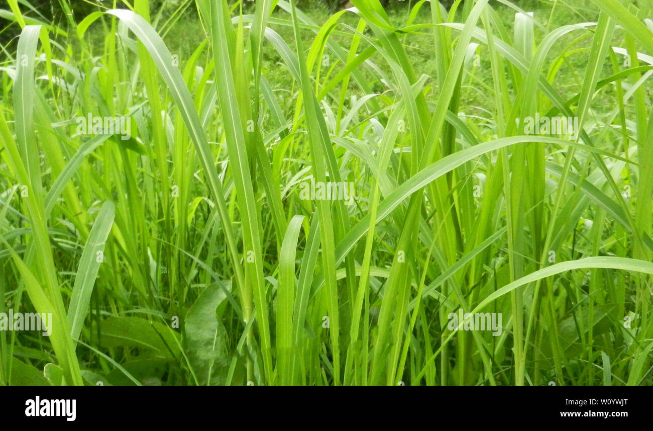 Gras Grün lange Nahaufnahme beleuchtet durch helles Sonnenlicht Hintergrund eco Muster, Stockfoto
