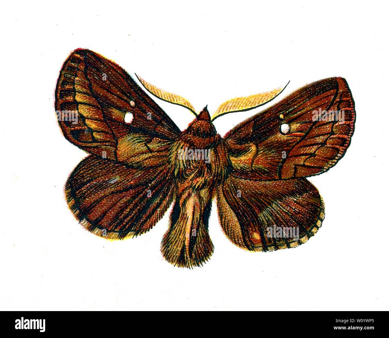 Lasiocampa potatoria male, The Drinker Moth – Color Butterfly / Moth Lithograph aus dem Jahr 1895, „Europe’s Best-known Butterflies“ von F. Nemos Stockfoto