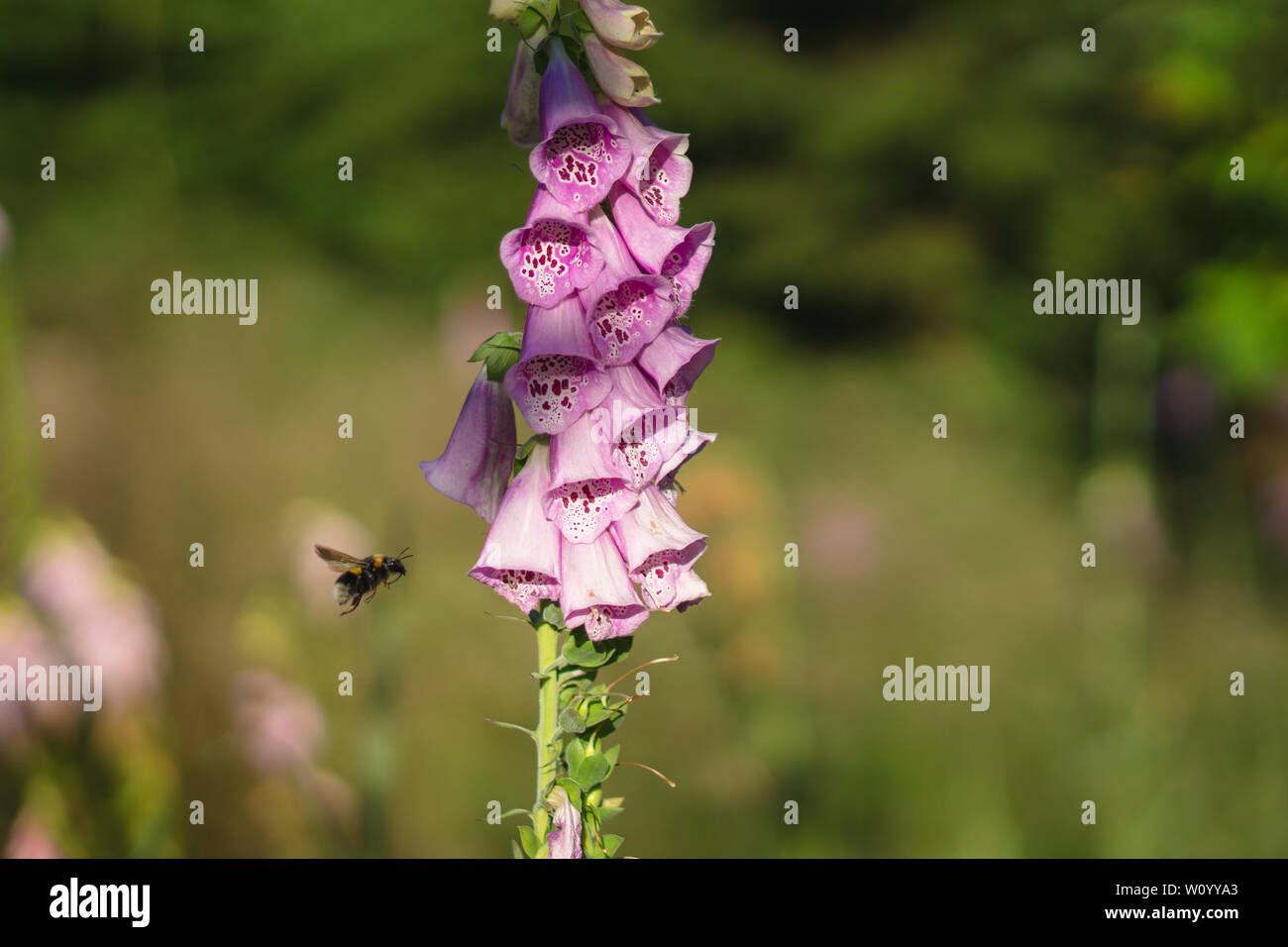 Hummel auf einer Digitalis im Wald Stockfoto