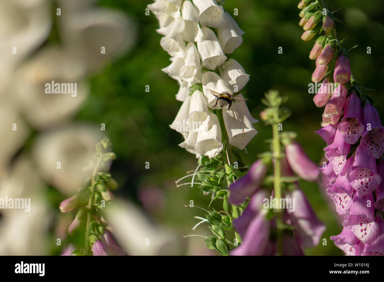 Hummel auf einer Digitalis im Wald Stockfoto