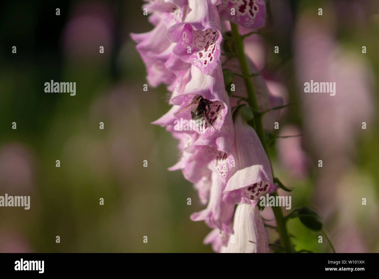 Hummel auf einer Digitalis im Wald Stockfoto