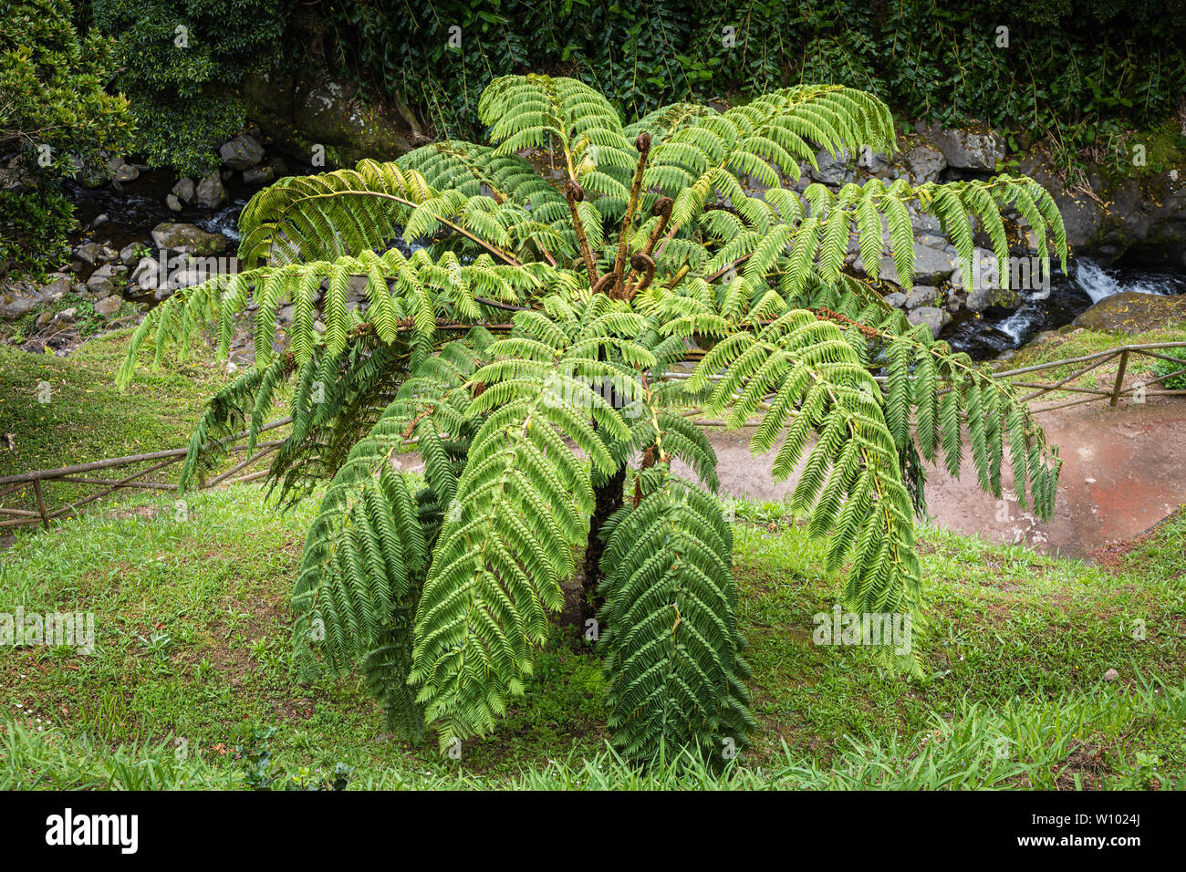 Natural Dos Caldeiroes Park im Norden der Insel Sao Miguel, Azoren Archipel, Portugal Stockfoto