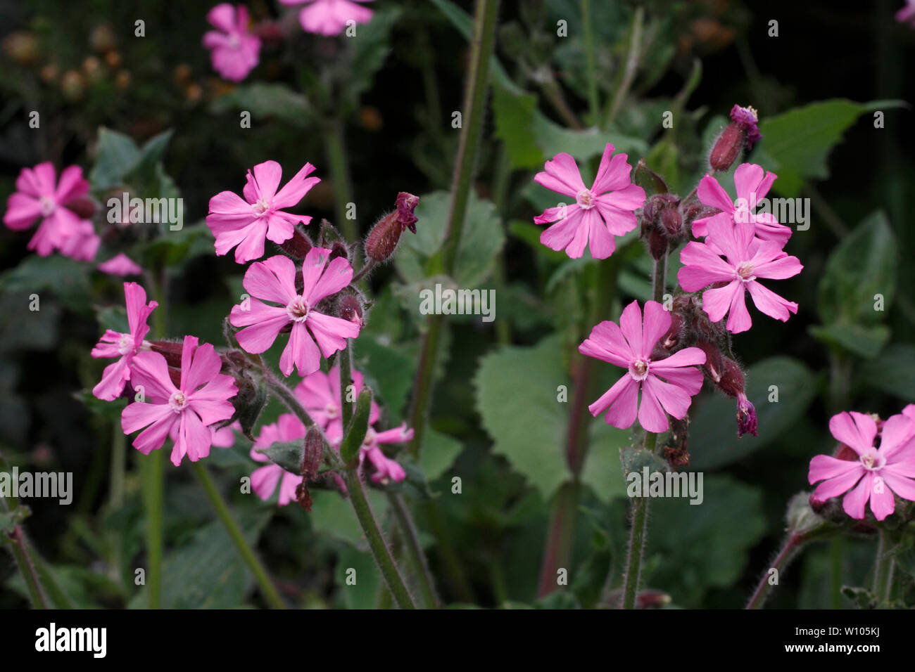 Red Campion, caryophyllaceae, silene dioica, blühende. Britische Hecke oder am Straßenrand Blume Stockfoto