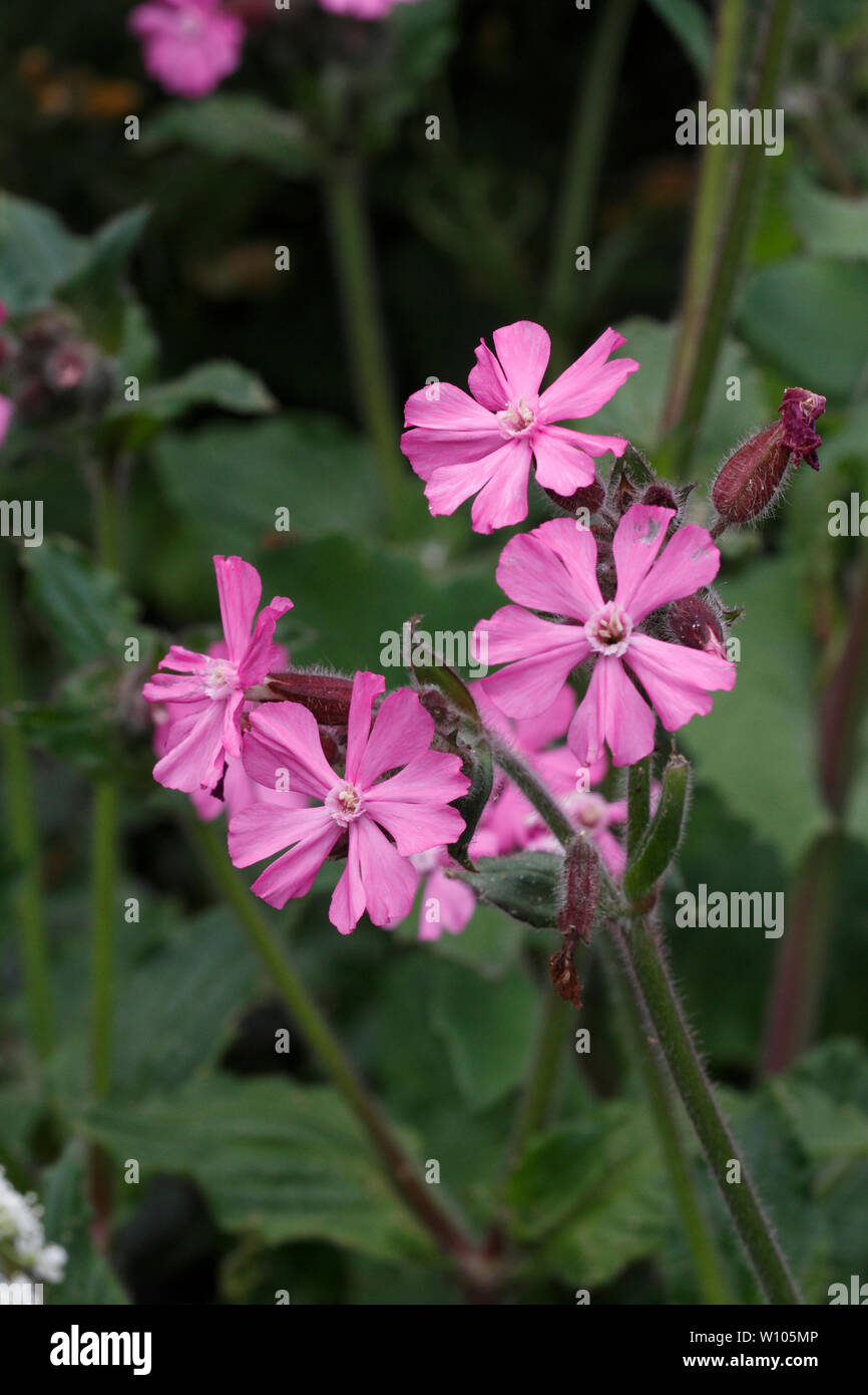 Red Campion, caryophyllaceae, silene dioica, blühende. Britische Hecke oder am Straßenrand Blume Stockfoto