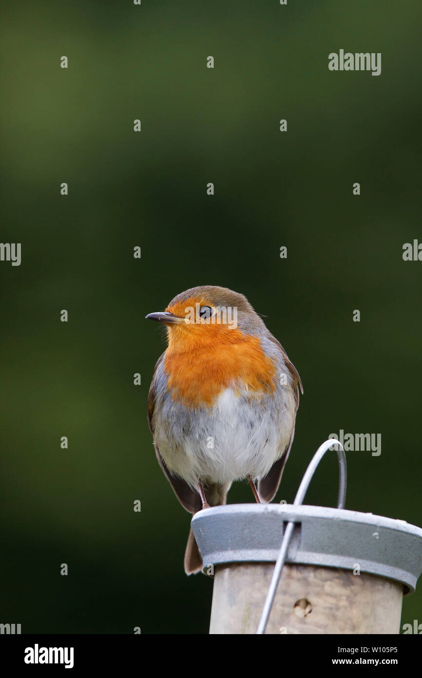 Europäische Rotkehlchen, Erithacus rubecula, auf einem Bird Feeder, Mid Wales, Großbritannien Stockfoto