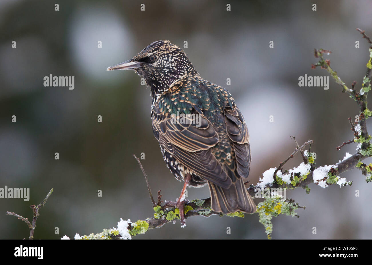 Common Starling, Sturnus vulgaris, thront auf einem Zweig mit Schnee in Welshpool, Powys, Großbritannien Stockfoto