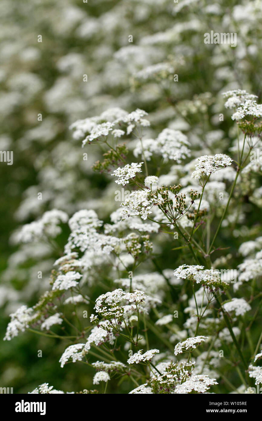 Bank von Kuh Petersilie neben einer Straße. Anthriscus sylvestris. Stockfoto