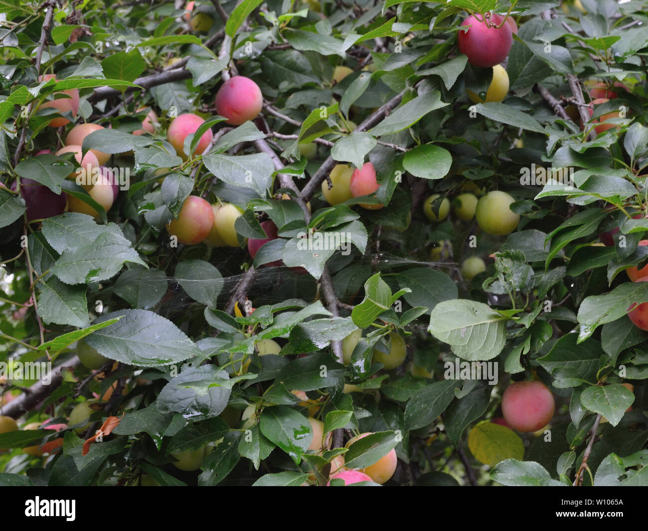 Pflaumen auf Pflaumenbaum, Prunus cerasifera, Kirsche - Pflaumen Stockfoto