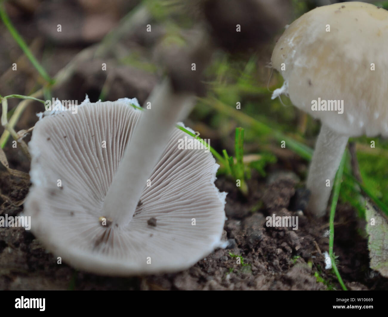 Blass Brittlestem Pilz, Psathyrella candolleana Stockfoto