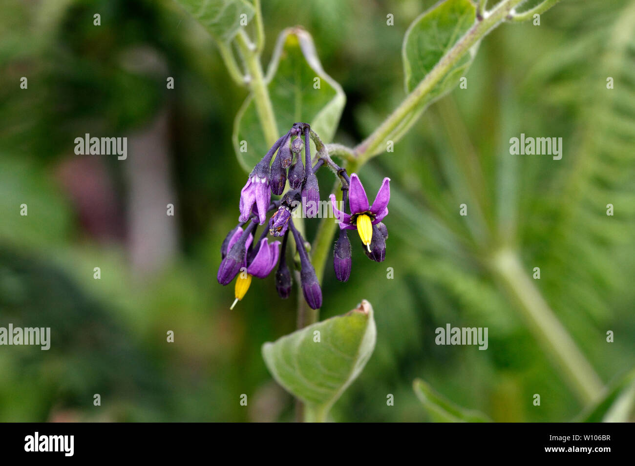 Bittersüße oder Woody Nightshade, Strecke oder am Straßenrand Britischen wilde Blume. Stockfoto