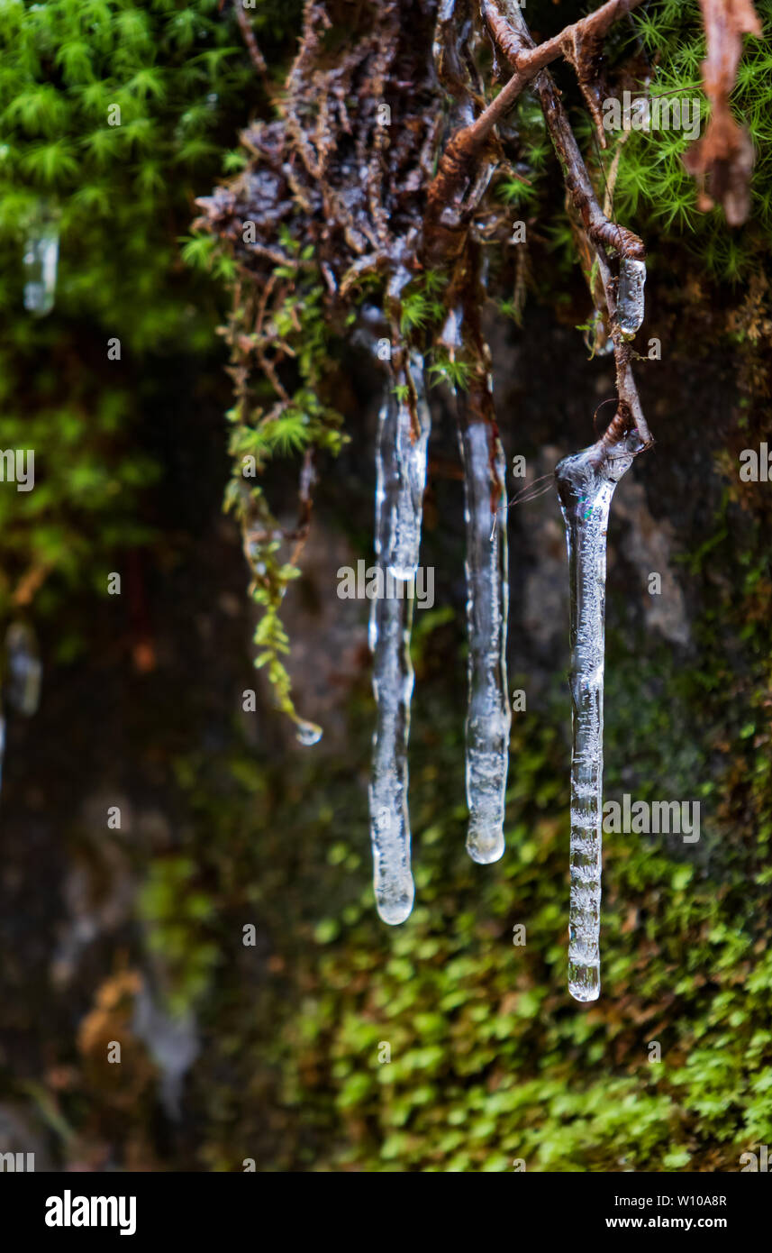 Büschel Moos auf Steinen mit Eiszapfen und Wassertropfen Nahaufnahme Stockfoto